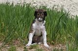 BARZOI 040